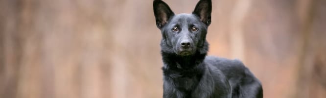 Dog with chronic inflammatory enteropathy