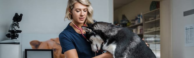 An RCVS Advanced Practitioner listens to a husky's heart
