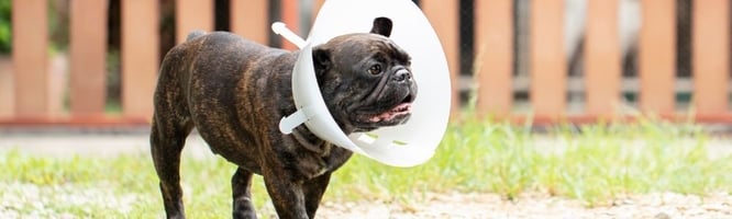 A brachycephalic dog after surgery