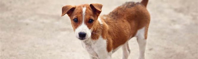 A rescue dog with Brucella canis
