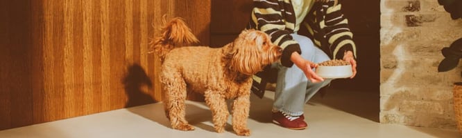 A dog eats fresh pet food
