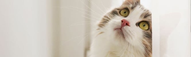 A cat studying a feline certificate