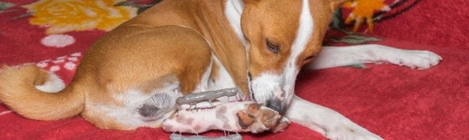 Dog with fractured metatarsal