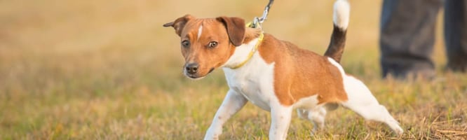 dog wearing a collar pulling on lead
