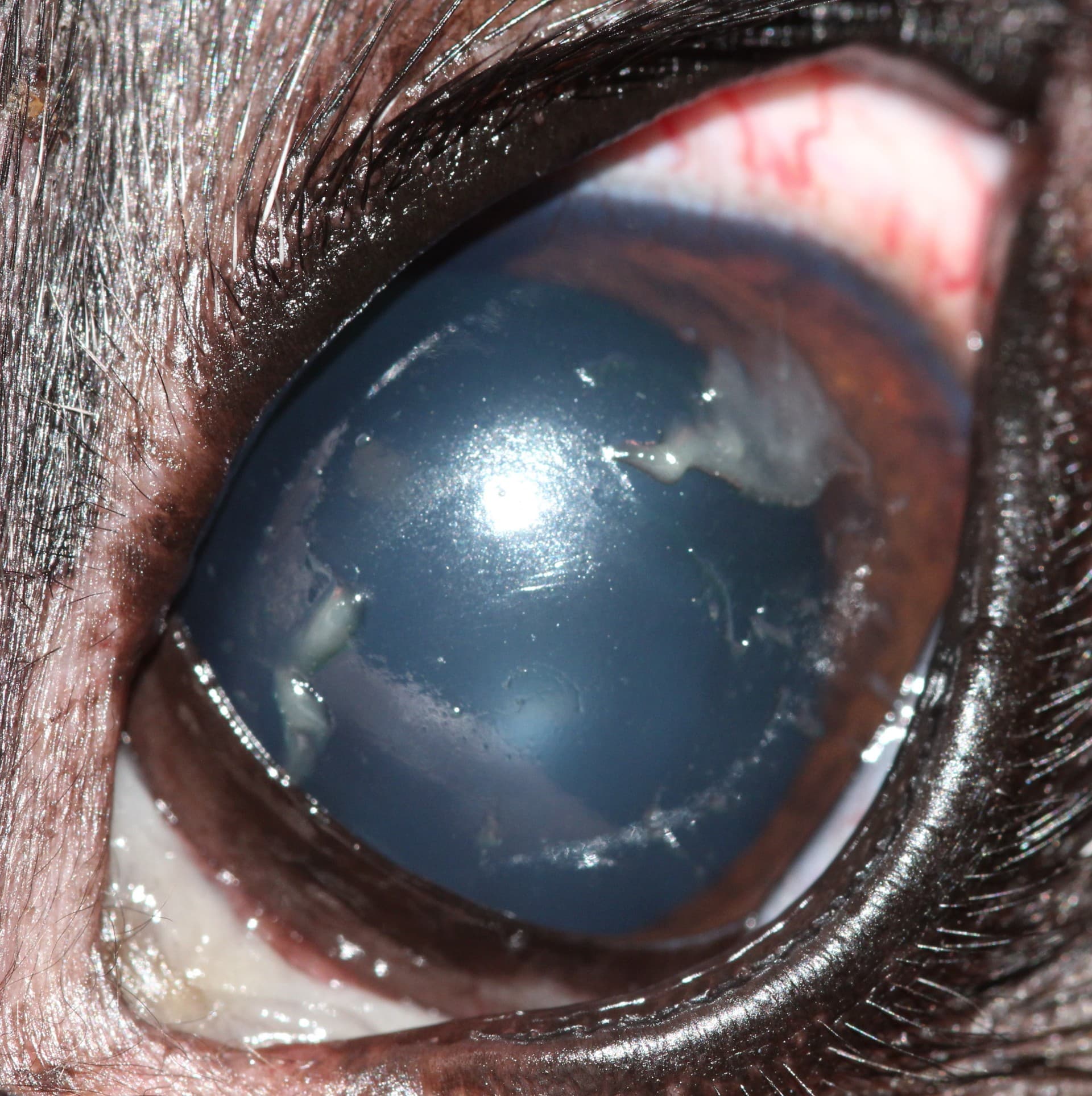 Dog with sudden bilateral dry eye who was fed Years food