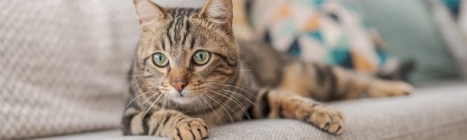 Cat with chronic feline inflammatory enteropathy