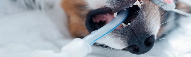 dog under anaesthesia hypotension