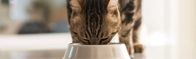 A cat eating raw cat food