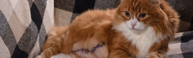Cat with mammary tumour removed