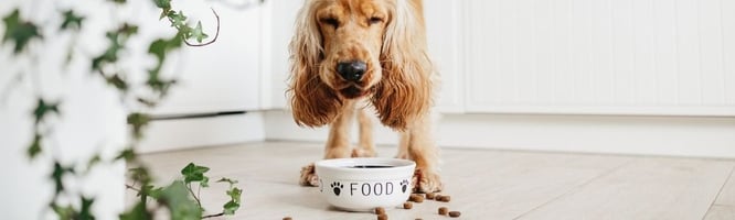 dog eating food from a bowl