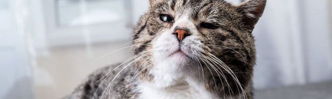 An elderly cat, who is more prone to malignancy