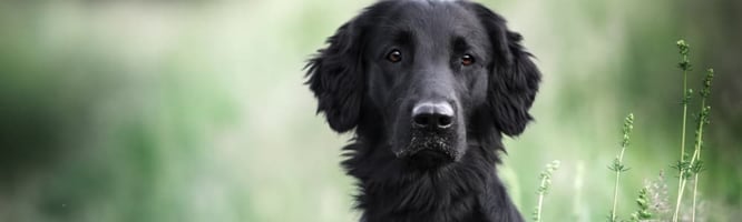 flat coated retrievers are at increased odds of problems