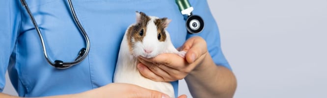 Guinea Pig vet