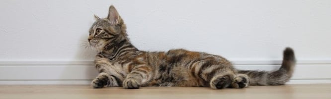 Cat with neuromuscular disorder