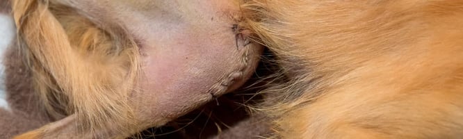 Dog TPLO wound