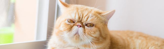 Brachycephalic cats have a higher rate of dystocia