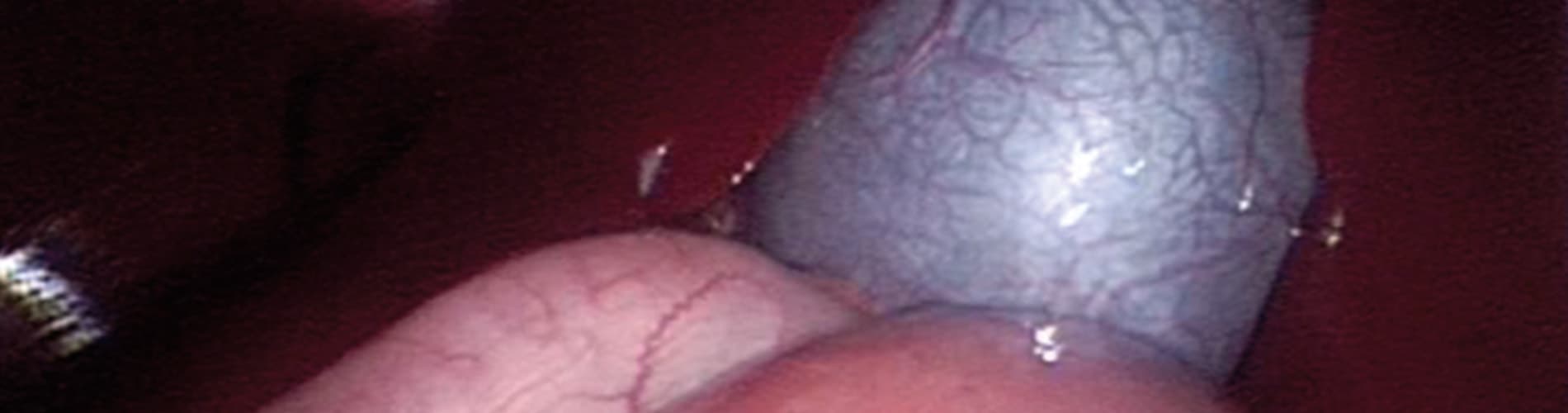 IVE_Vets Short_Laparoscopic Bitch Spay_CourseHeader