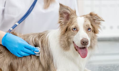 IVE_GPAdvCert Cardiology_FF_CourseThumb