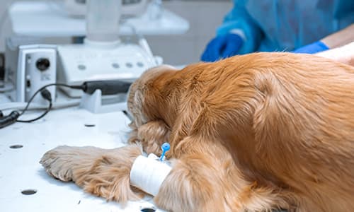 IVE_GPCert(Anastesia and Analgesia)_FF_CourseThumb