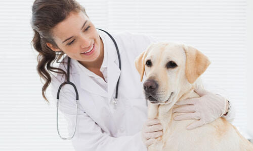 Online Internal Medicine Certificate Thumbnail