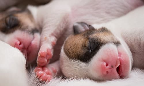 IVE_GPCert(SAR)_BL_CourseThumb
