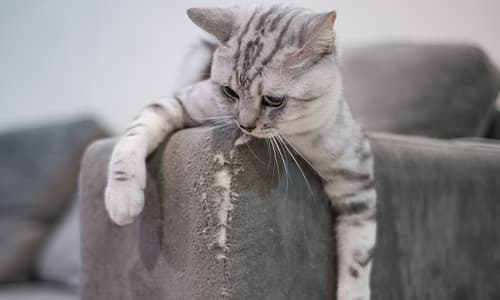 A cat sits on a torn sofa - the sort of behaviour problem a nurse certificate in behaviour can help to solve