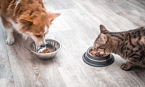 Nurse certificate in small animal nutrition thumbnail