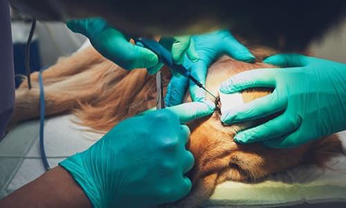 IVE_Vets Short_Eyelid and Corneal Surgery_CourseThumb