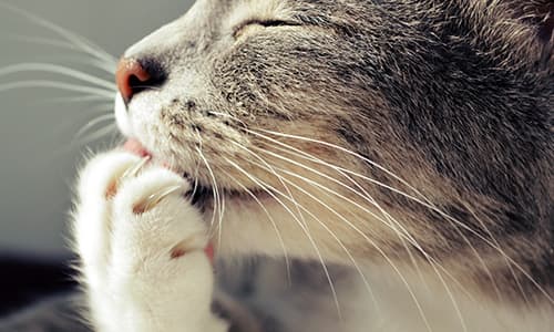 IVE_GPCert(Derm)_FF_CourseThumb (1)