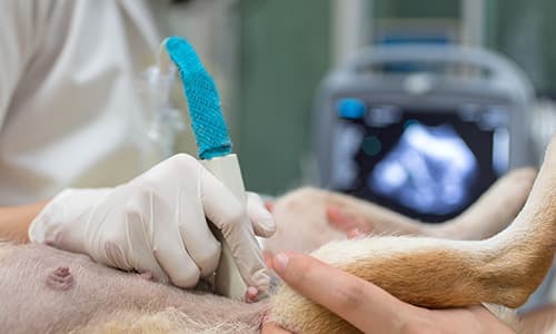 IVE_GPCert(US)_FF_CourseThumb