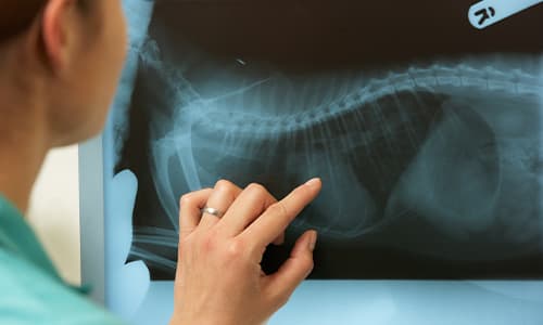 IVE_GPCert(Cardio)_FF_CourseThumb