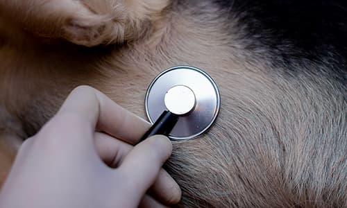 Congenital cardiac defects in dogs: pulmonic stenosis and atrial septal ...