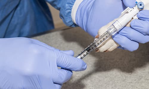 Certificate in Veterinary Oncology Online Programme