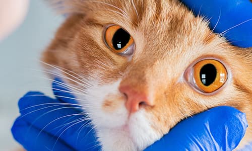 Certificate in Veterinary Ophthalmology Programme Header Image