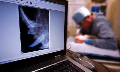 Veterinary Dentistry Certificate Thumbnail