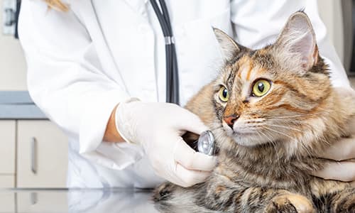 IVE_GPCert(SAM)_FF_CourseThumb