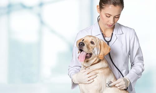 IVE_GPCert(SAM)_OL_CourseThumb