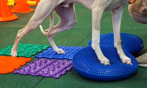 IVE_FR ONLY_GPCert(Physio)_FF_CourseThumb