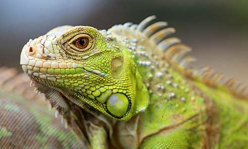 Exotic Animal Practice Certificate Course Thumbnail