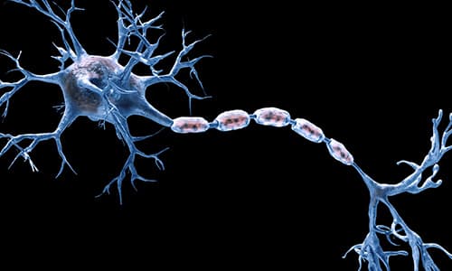 Veterinary neurology Certificate Header