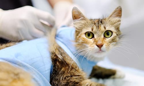 Veterinary Nurse Certificate in Medical Nursing