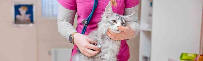 Listening to a cat's heart as part of a work up for congestive heart failure