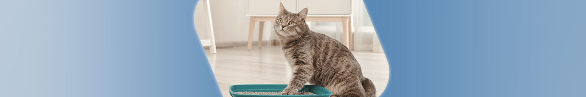 A cat with feline lower urinary tract disease uses the litter tray