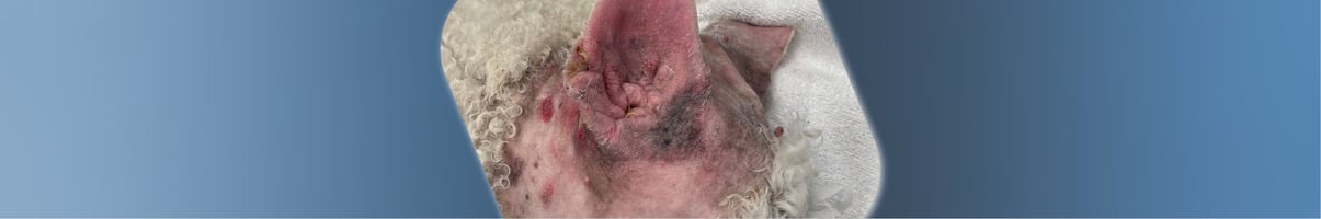 TECA surgery in a dog