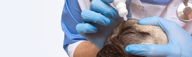 a dog with brachycephalic ocular syndrome