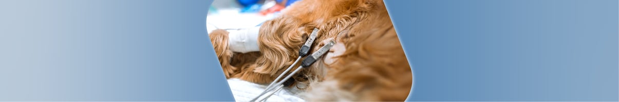 Managing pericardial disease in veterinary patients