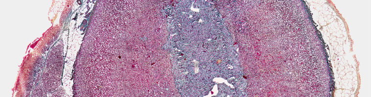 canine adrenal gland tumour