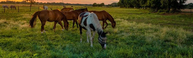New unowned horse BEVA resource for vets