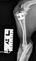 TTA for canine cruciate ligament repair