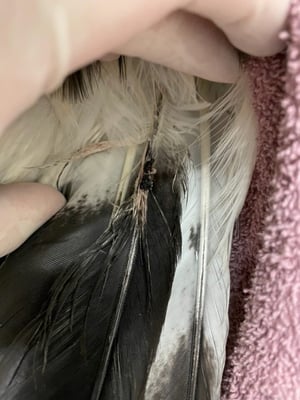 barbared primary feathers in a Harris's hawk